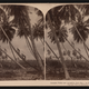 Illustration for article titled Coconut
